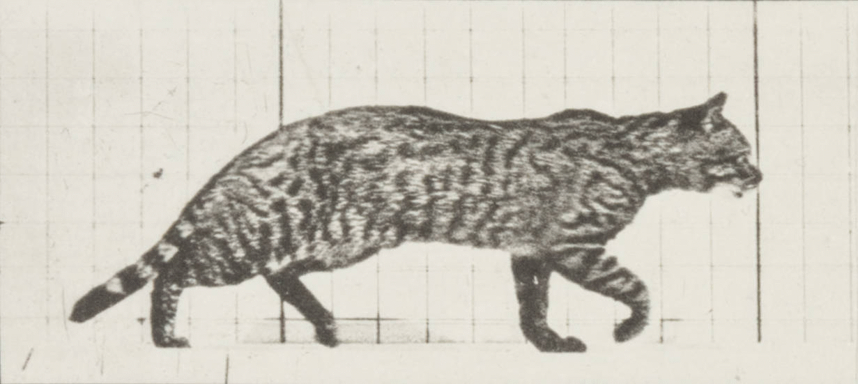 First frame of the original animated GIF